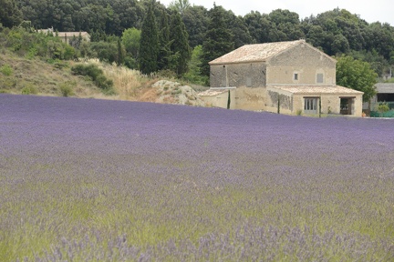 Clansayes - Lavender Field5